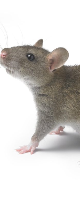 Rat removal coventry