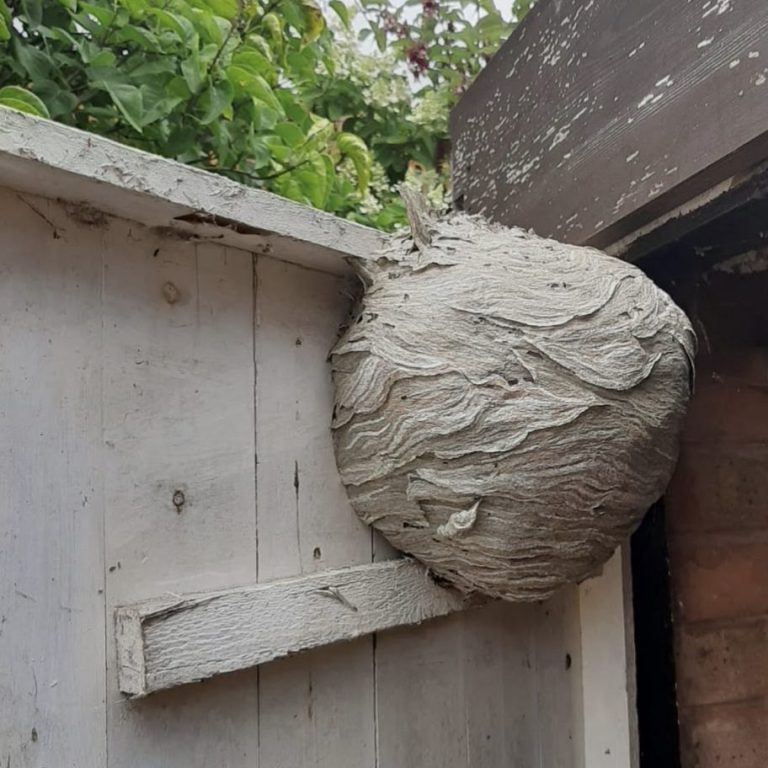 Wasp nest removal from shed door