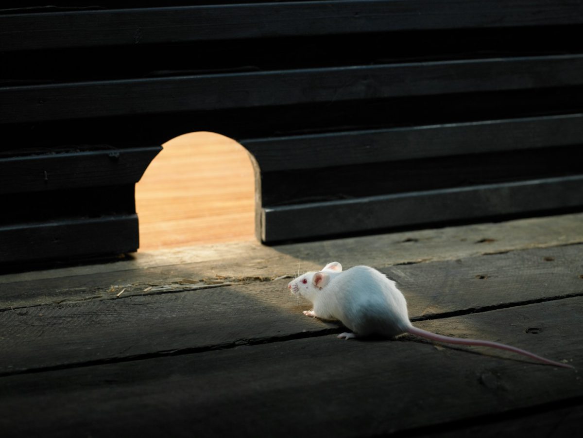 384 Rats Rat Control Coventry | Rodent Removal Experts