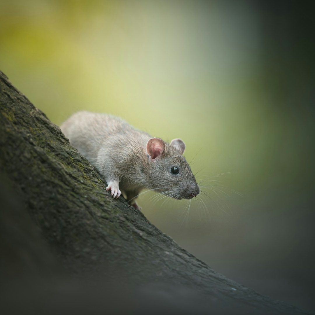 A light-coloured rat perched on a branch, set against a blurred green background.